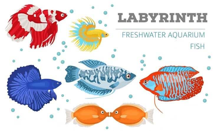 Labyrinthfisch