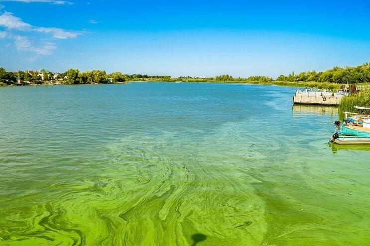 Algen blühen im Fluss