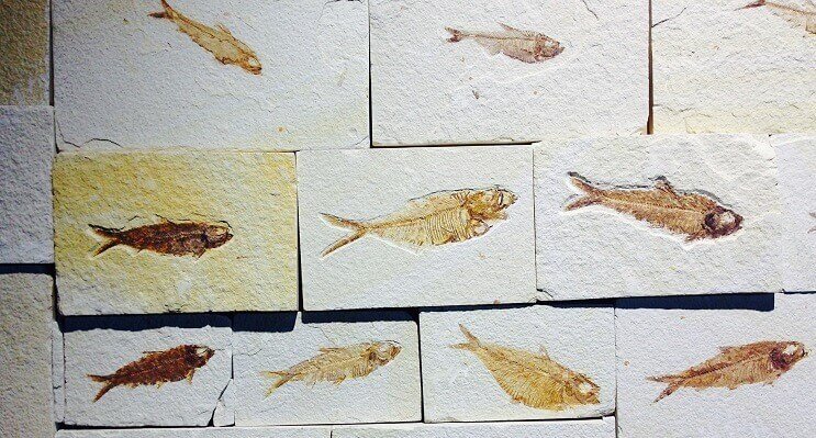 Fischfossilien