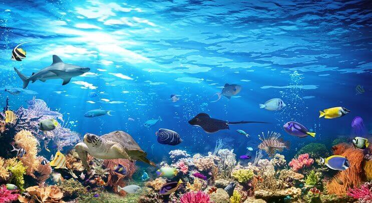 Vielzahl von Sealife