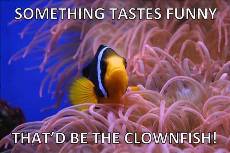 Clownfisch Fisch Wortspiele