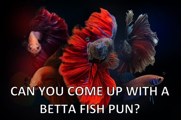 Betta Wortspiele