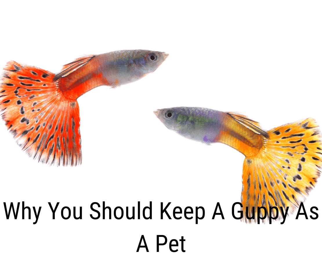 Warum Sie einen Guppy als Haustier behalten sollten