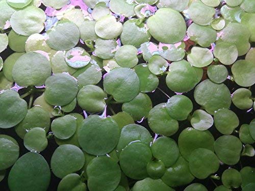 SoShrimp 20+ Pflanzen Amazon Frogbit - Lebende schwimmende Süßwasseraquarium-Pflanze