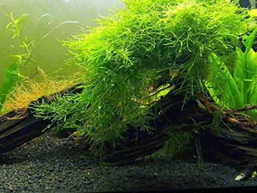 Aquatic Arts Java Moss (großer 25-Quadratzoll-Teil) Süßwasseraquariumpflanzen | Java Moss Live Plant für Aquarium | Aquarienpflanzen leben | Passt gut zu Marimo Moss Balls im bepflanzten Aquarium