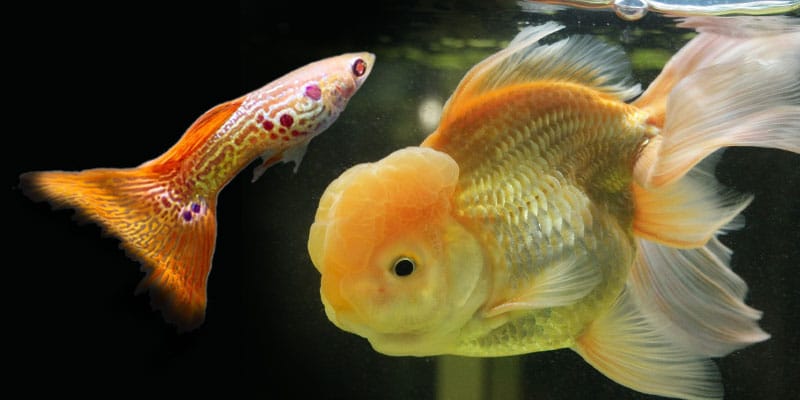 Können Guppys Goldfischfutter essen?