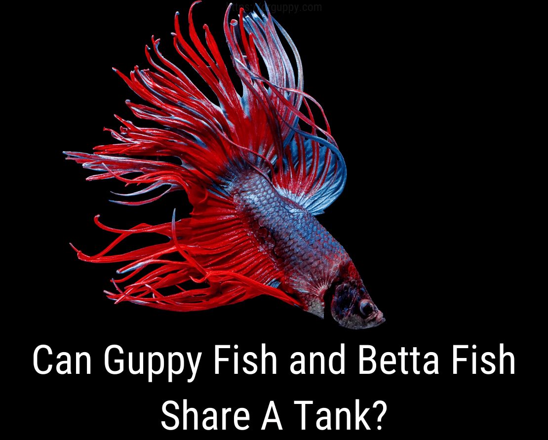 Können sich Guppy Fish und Betta Fish einen Tank teilen?