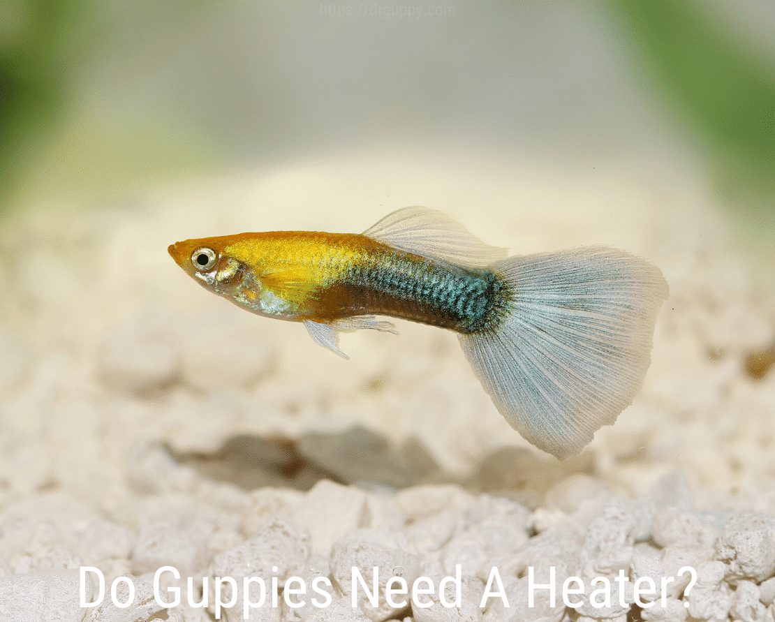 Brauchen Guppys eine Heizung?