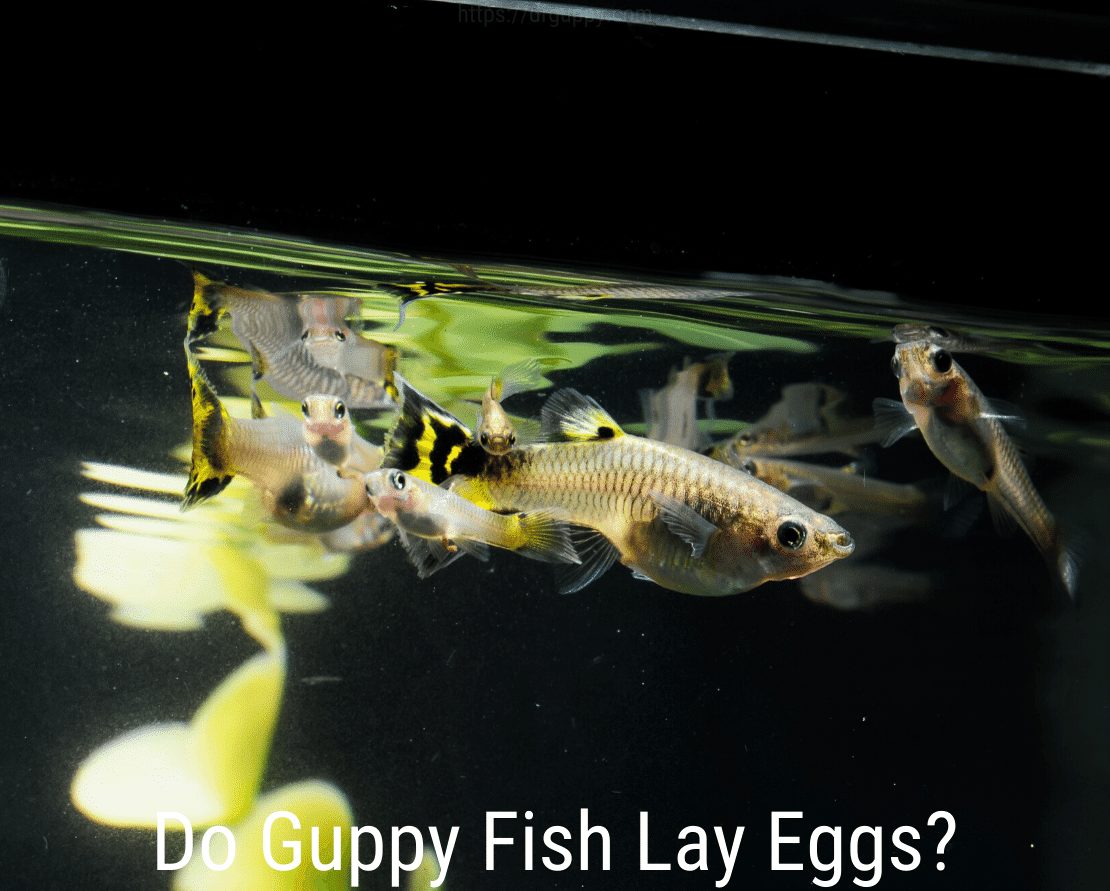 Legen Guppy-Fische Eier?