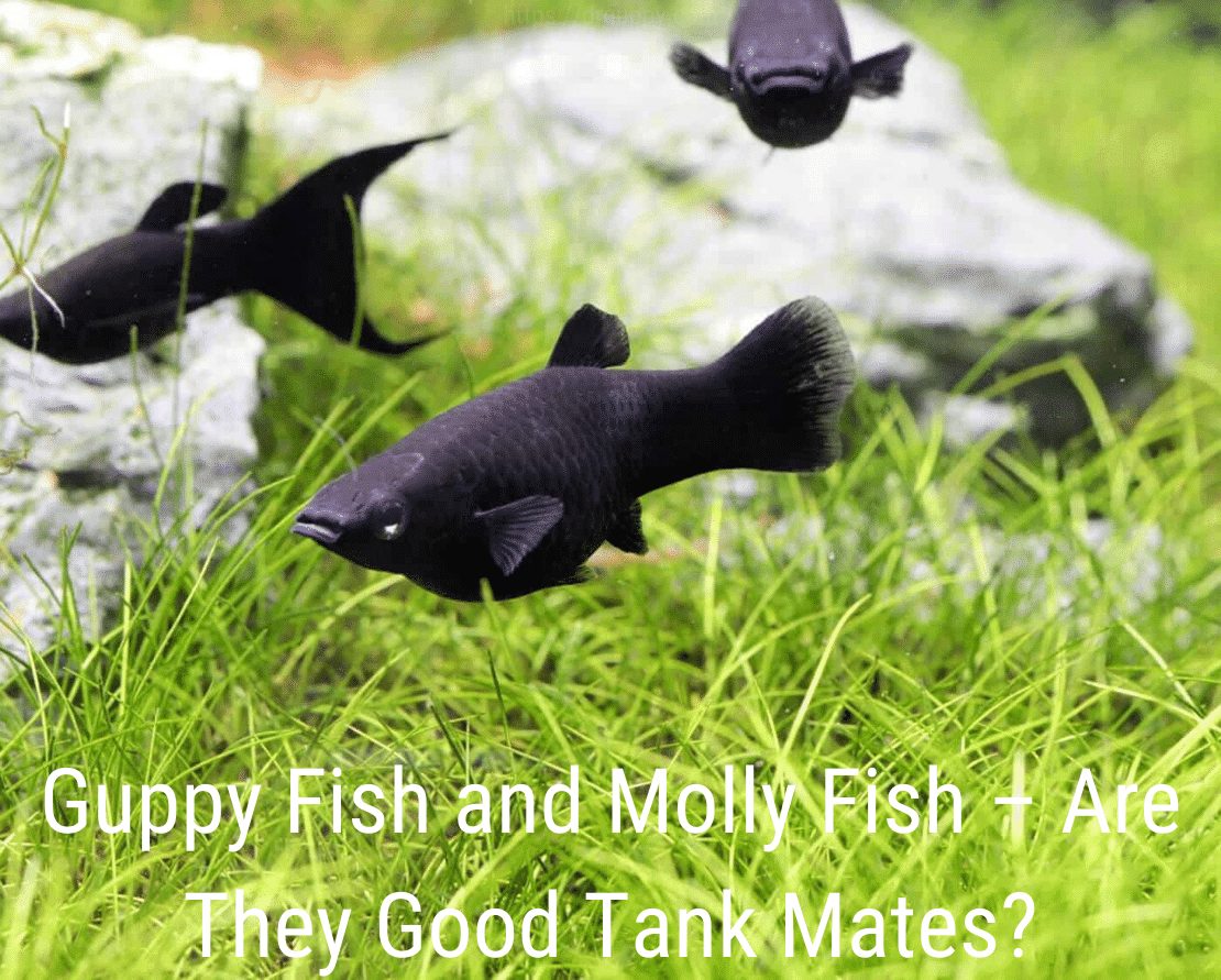 Guppy Fish und Molly Fish - Sind sie gute Panzerkameraden?