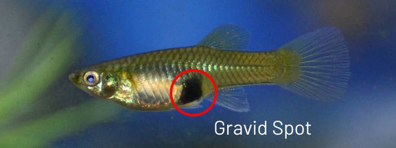Weiblicher Guppy Gravid Spot.
