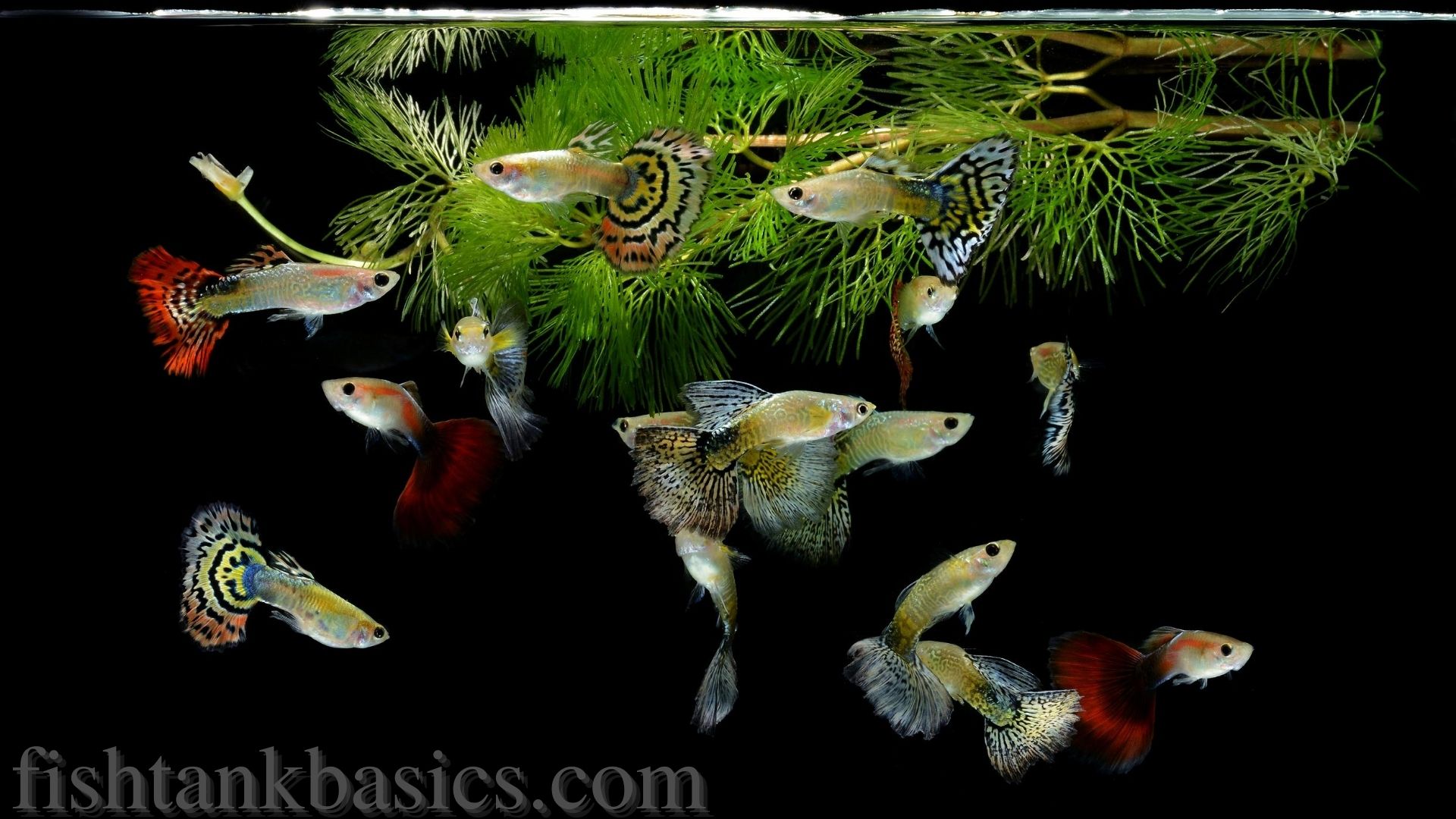 Guppy Fisch nahe der Spitze des Aquariums.