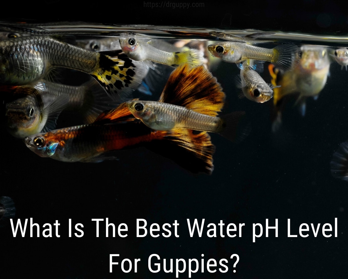 Guppy Fish Water PH Level - Ideale Zahl