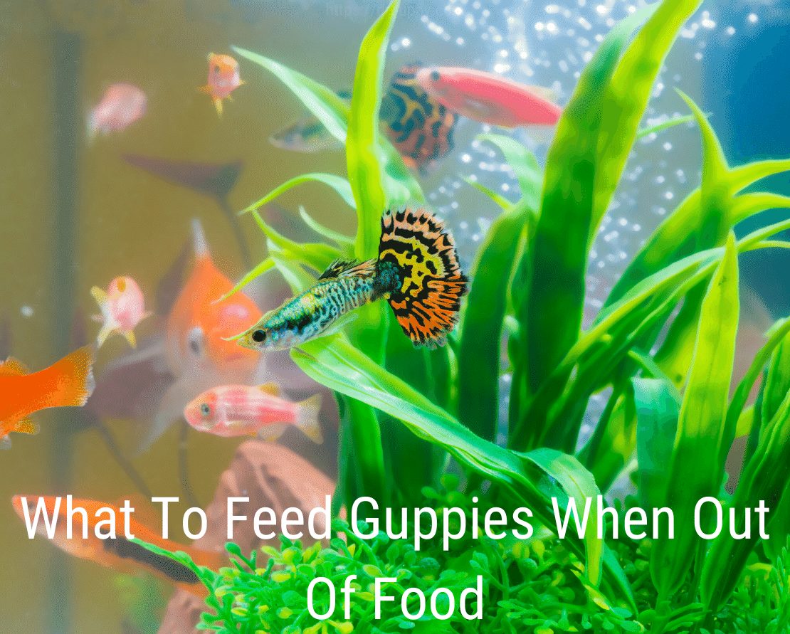 Was Guppys füttern, wenn kein Essen mehr vorhanden ist