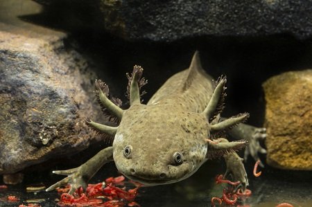 Axolotl-Zucht