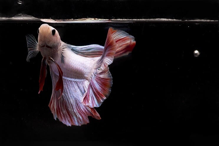 Betta Fisch essen