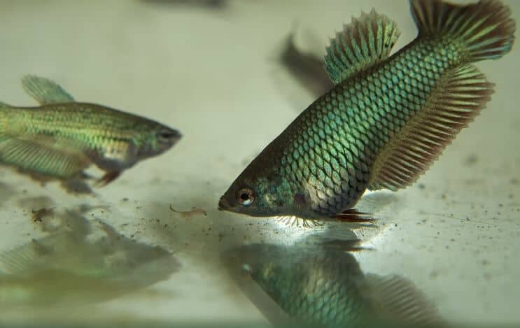 Juvenile Betta Fisch essen