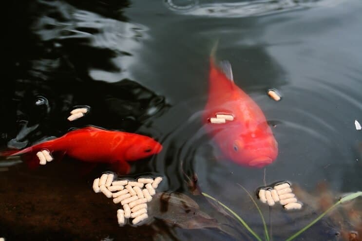 Goldfisch frisst Pellets