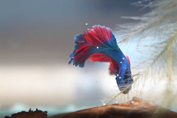 Betta sammelt Eier