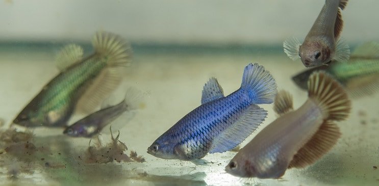 Betta Fry füttern