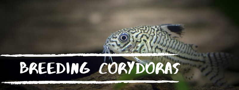 Zucht Corydoras