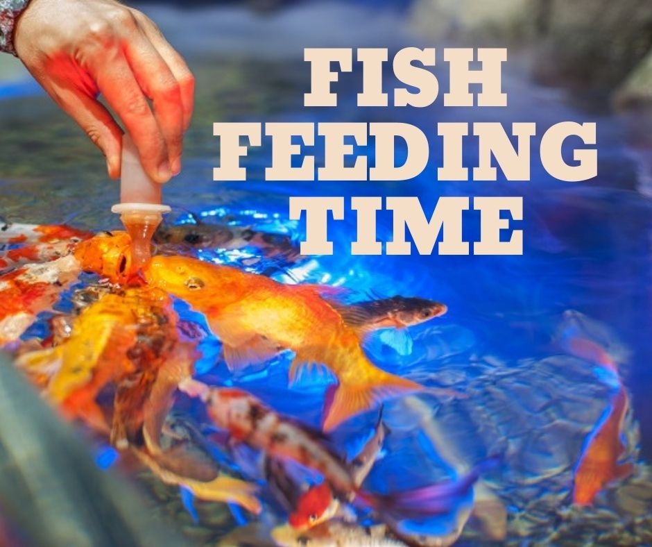 Fütterungszeiten für Fische