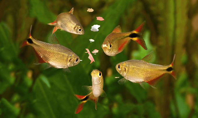 Fisch füttern
