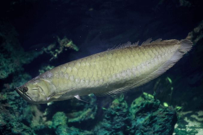 Silber Arowana Aussehen