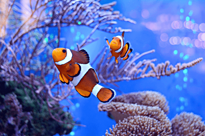 Clownfisch