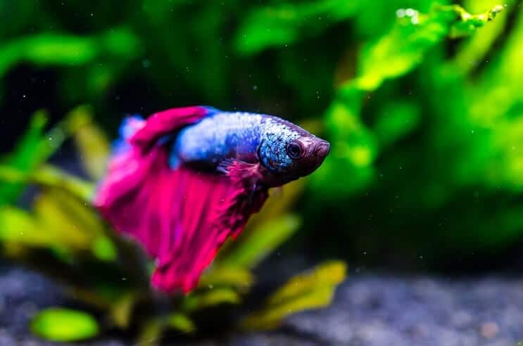 Betta Fisch