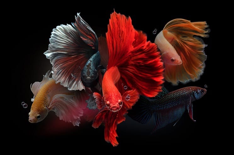 Männliche Bettas