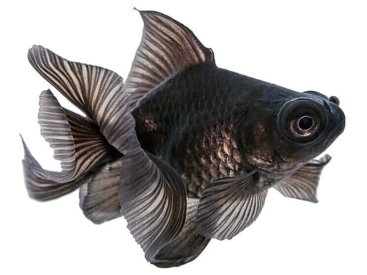 Schwarzer Teleskop-Goldfisch