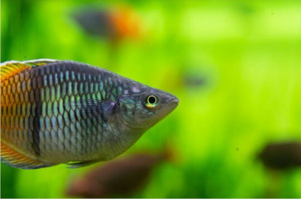 Boesman Regenbogenfisch