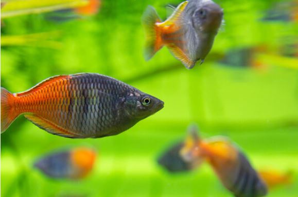 Boesman Regenbogenfisch
