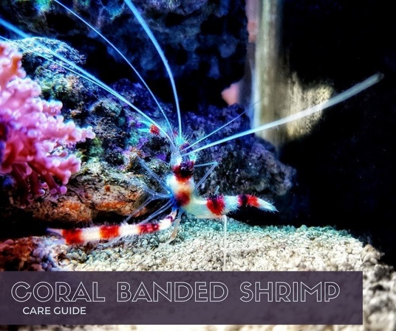 Der Essential Coral Banded Shrimp Care Guide
