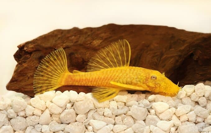 Goldener Ancistrus pleco Wels Borstennasenaquarienfisch
