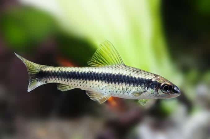 Crossocheilus siamensis Sae Algenfresser Fisch, Süßwassertanklandschaft, Nahaufnahmefoto, selektiver Fokus