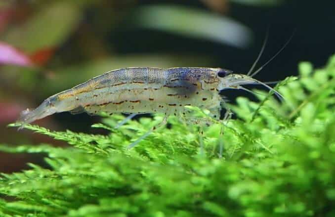Amano-Garnelen