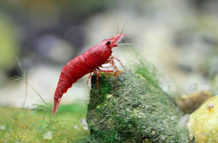Rote Kirschgarnele