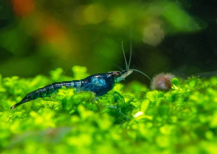 Blue Velvet Shrimp