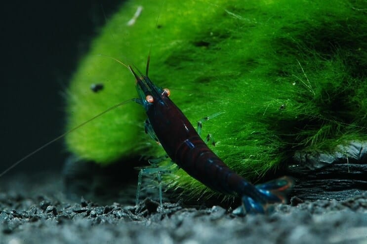 Blue Tiger Shrimp