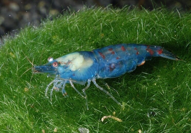 Blue Pearl Shrimp