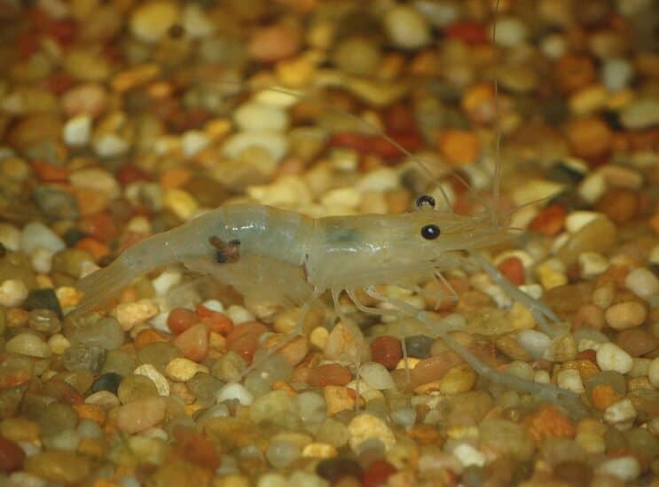 Indische Whisker-Garnele