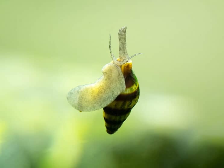 Assassinenschnecke