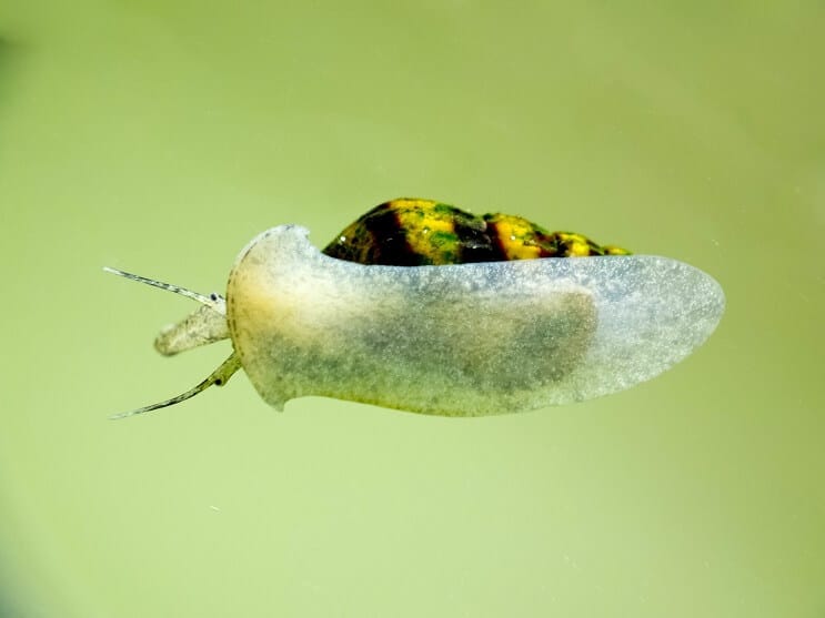 Assassinenschnecke im Aquarium
