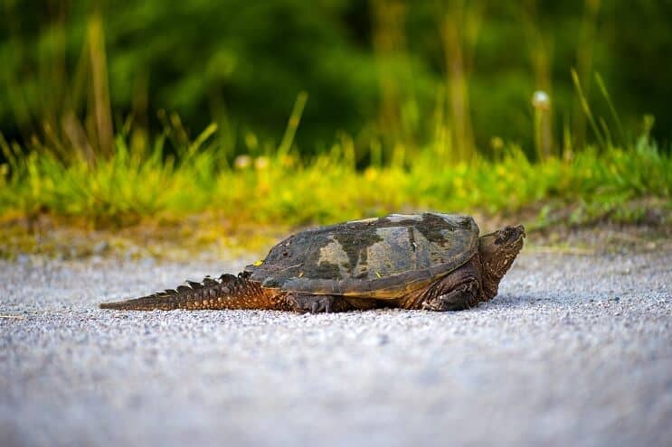 Gemeinsame Schnappschildkröte