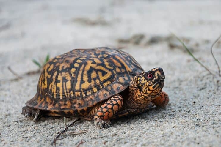 Eastern Box Turtle Aussehen