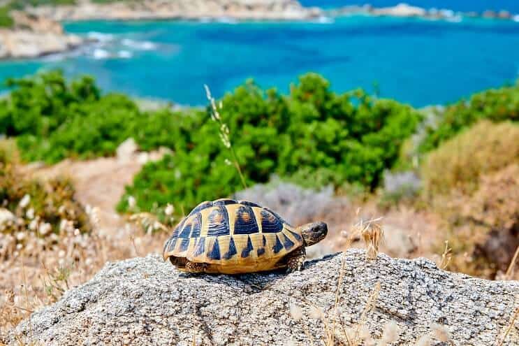 Dosenschildkröte in der Sonne