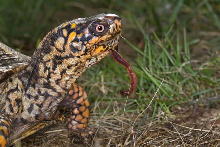 Östliche Dosenschildkröten-Diät