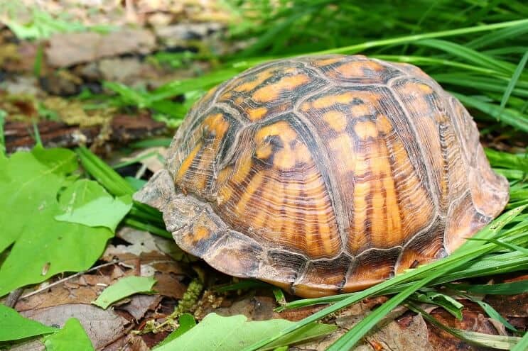 Versteckte östliche Dosenschildkröte
